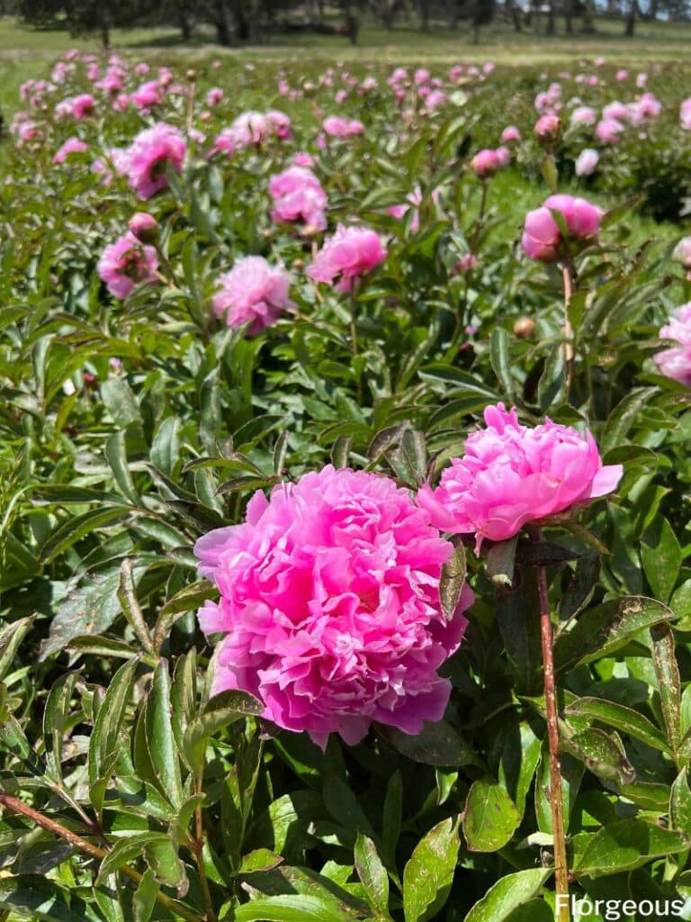 peony bush