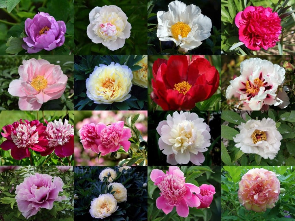 Peony Flower Types Pictures How To Grow And Care Florgeous