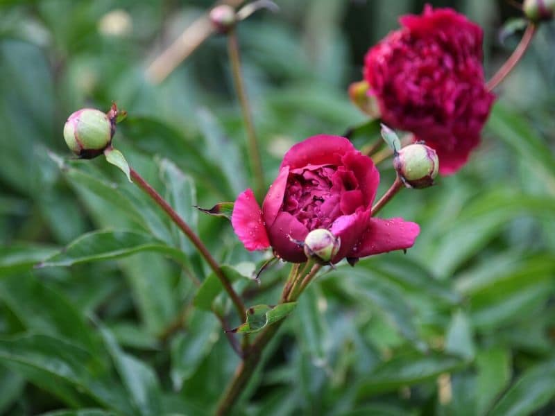 are peony flowers poisonous to dogs