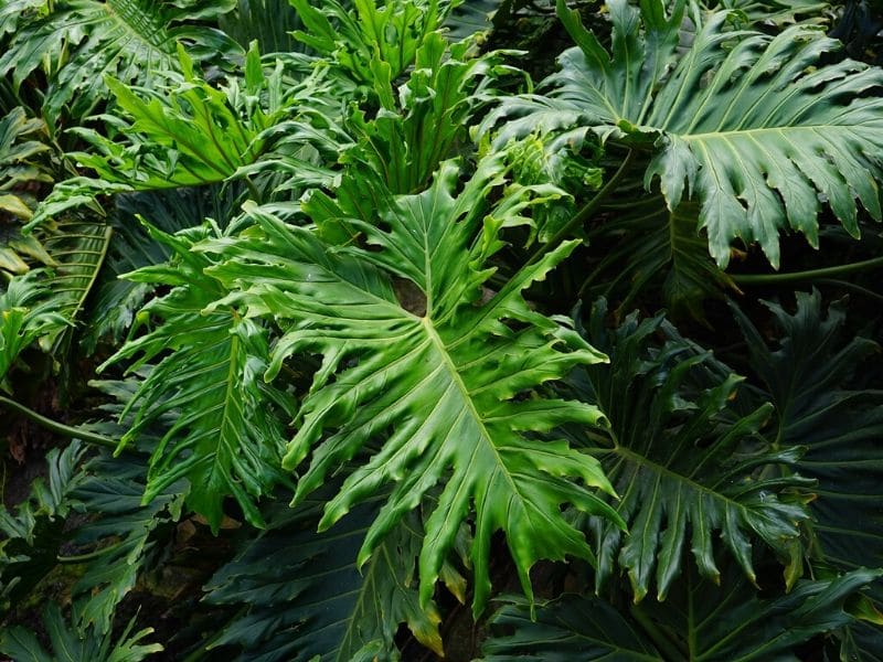 philodendron selloum