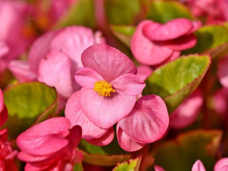 pink begonia flower