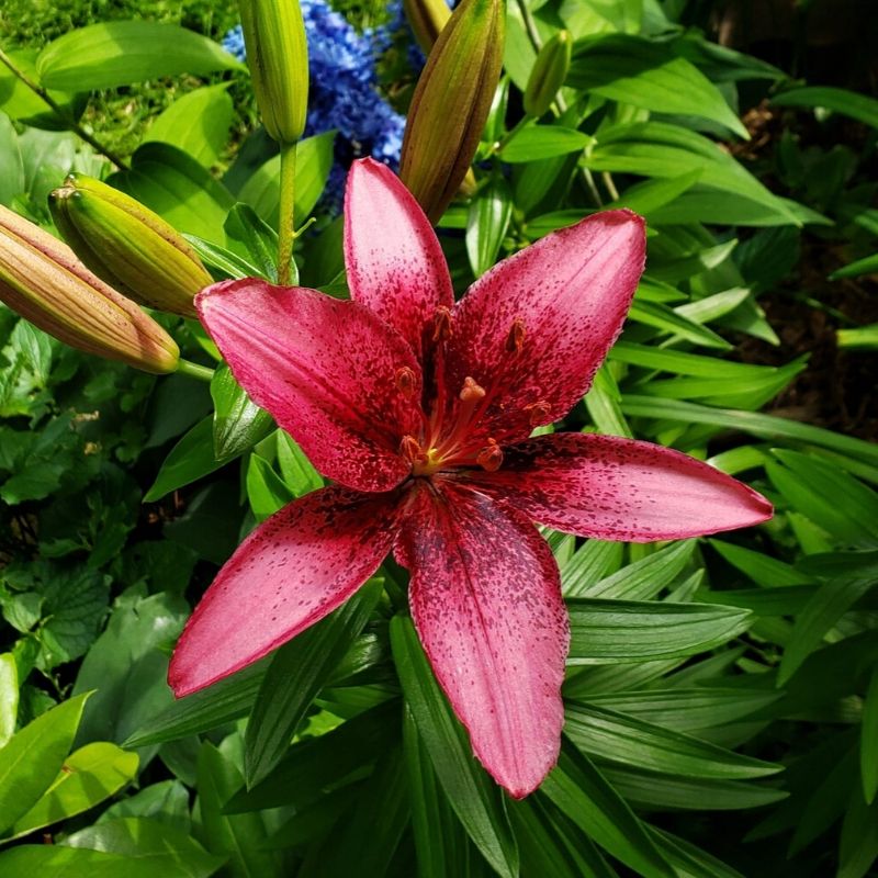 Bloom lilly in Discover A