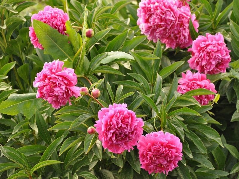 Peony Flower Types Pictures How To Grow And Care Florgeous