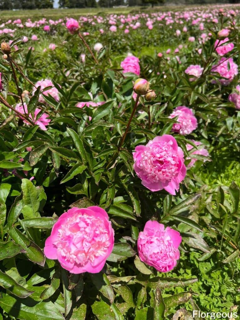 pink peony flowers