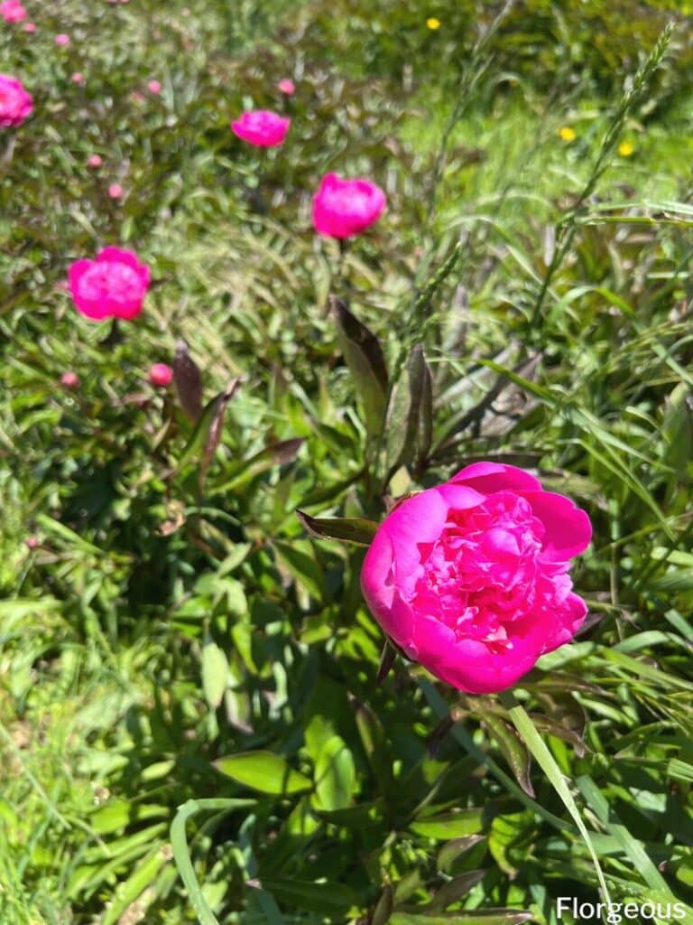 planting peonies