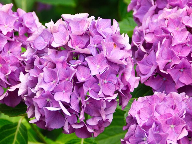 purple hydrangea