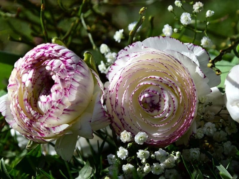 white ranunculus wedding flower