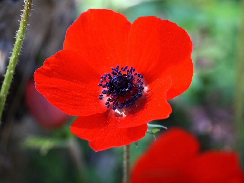 red anemone