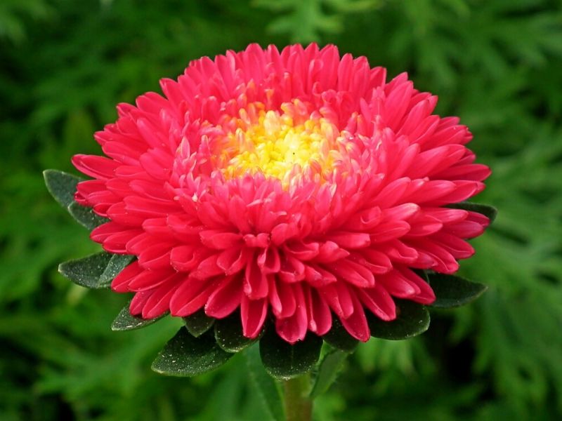 red aster