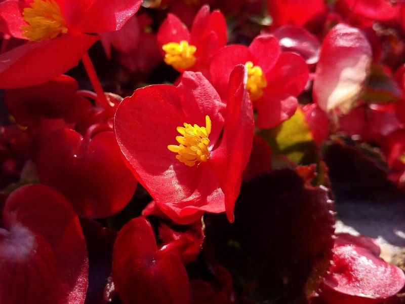 red begonia