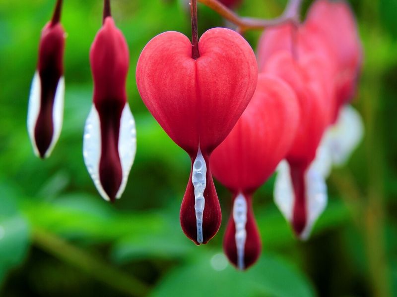 red bleeding heart