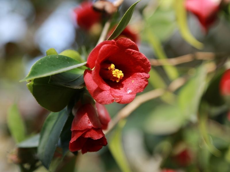 red camellia