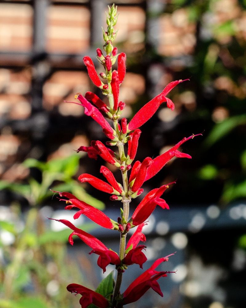 red cardinal flower