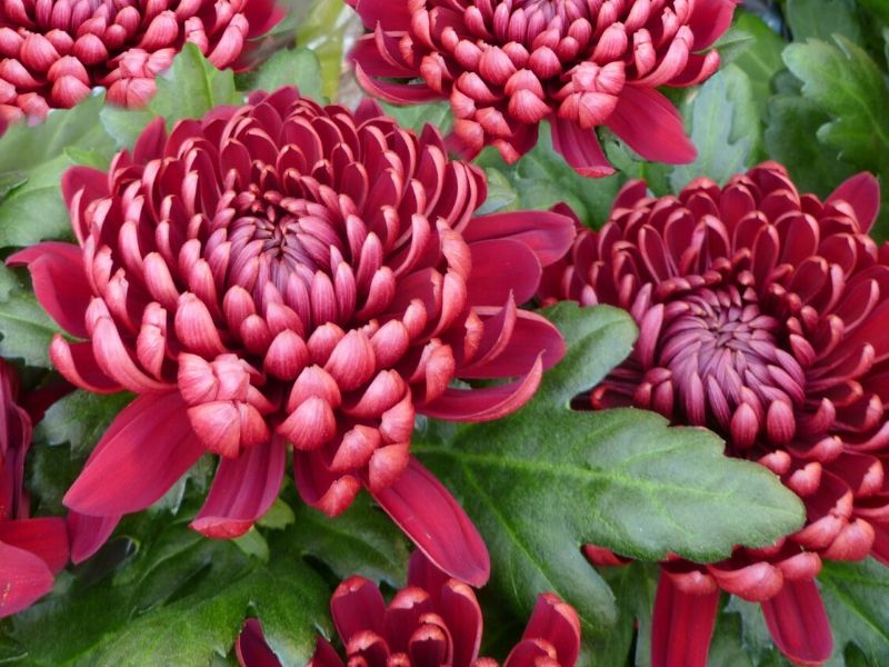 red chrysanthemum