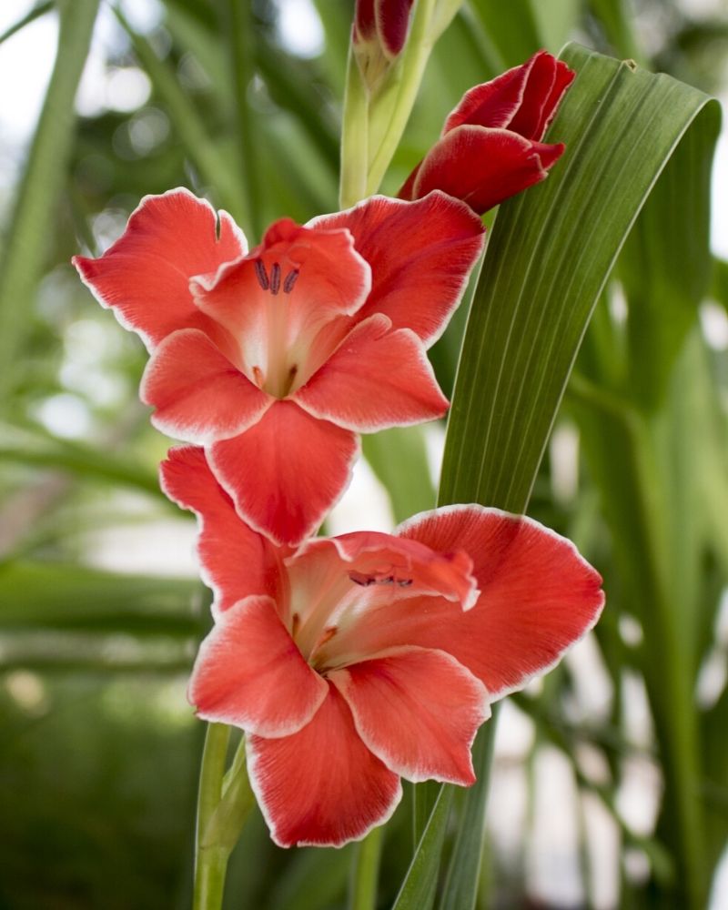red gladiolus