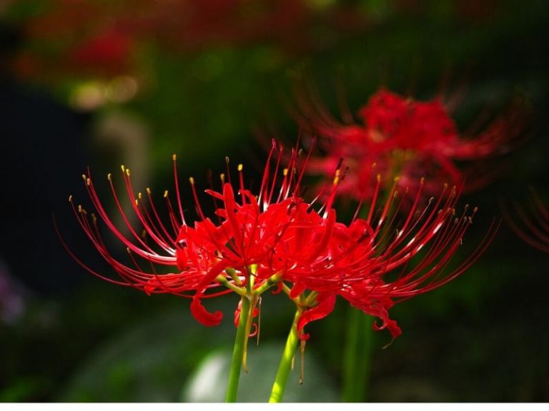 Top 62 Types of Plants With Red Flowers | Florgeous