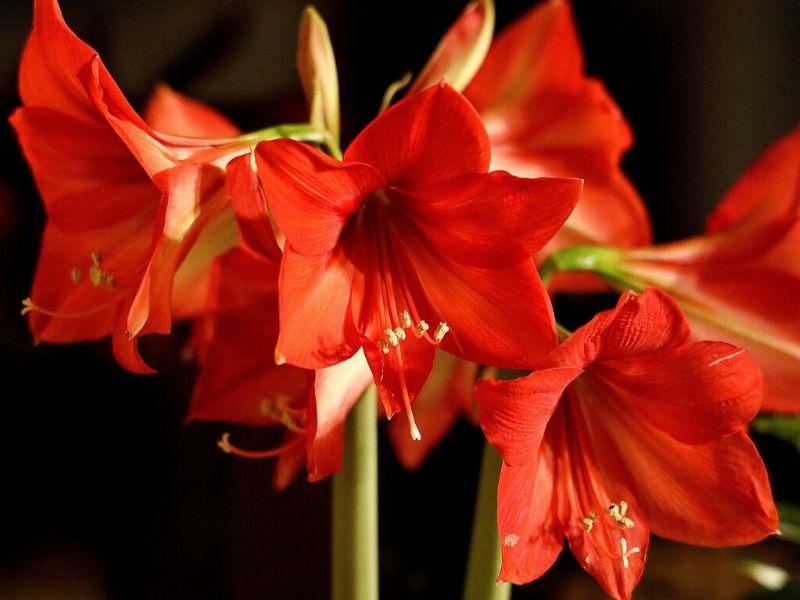 Bright Red Flowers Amaryllis Stock Photo By ©valerypetr 190088704