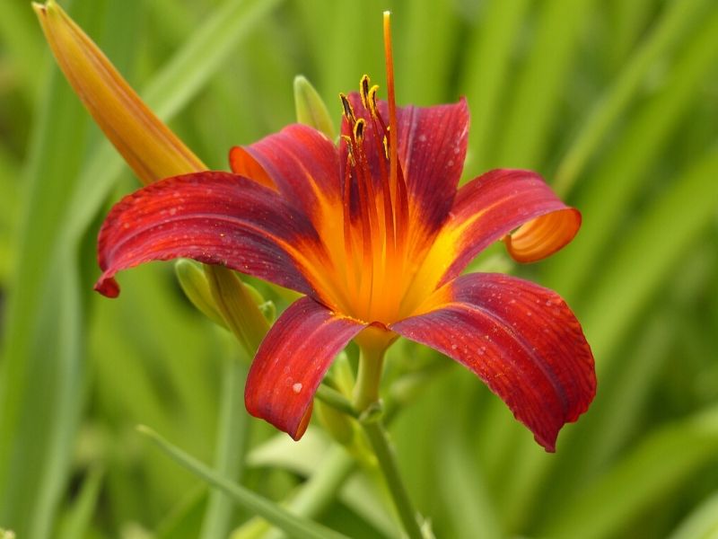 red orange daylily
