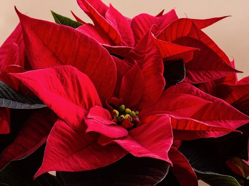 red poinsettia