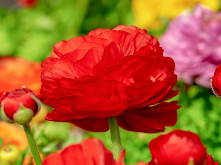 56 Most Stunning Red Flowers You Should Know