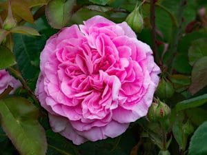 Gertrude Jekyll: Biography, Gardens, Life and Works | Florgeous