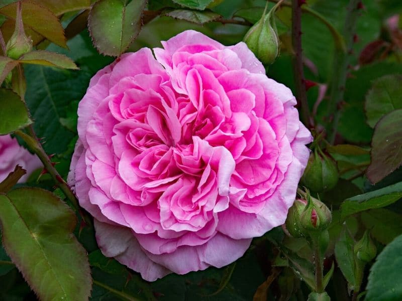 rose gertrude jekyll