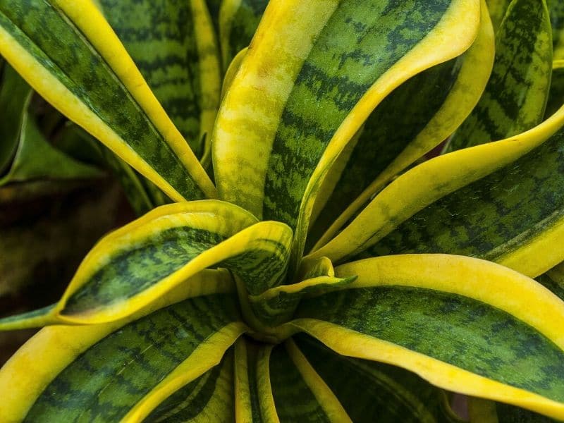 sansevieria trifasciata