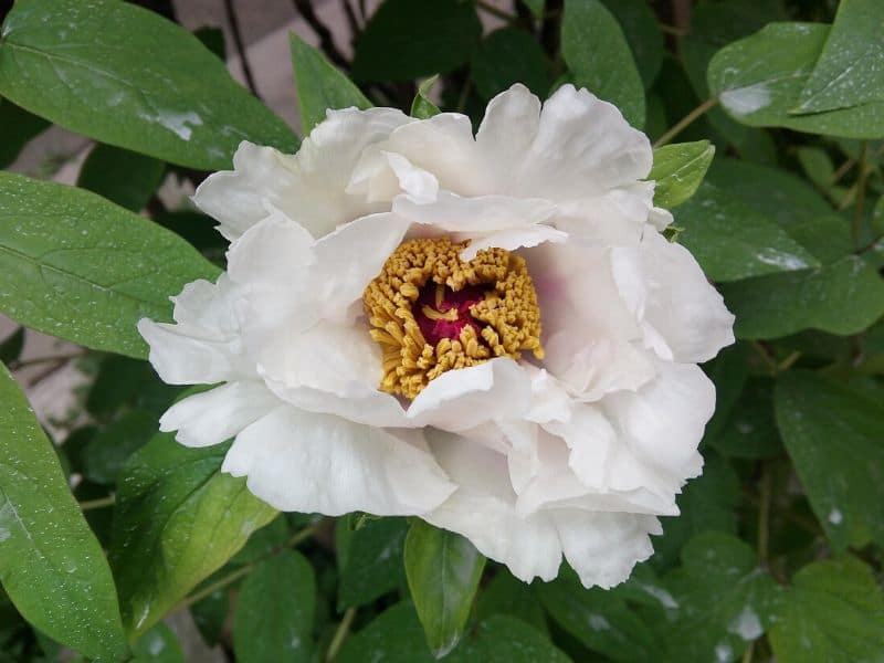 semi-double form peonies