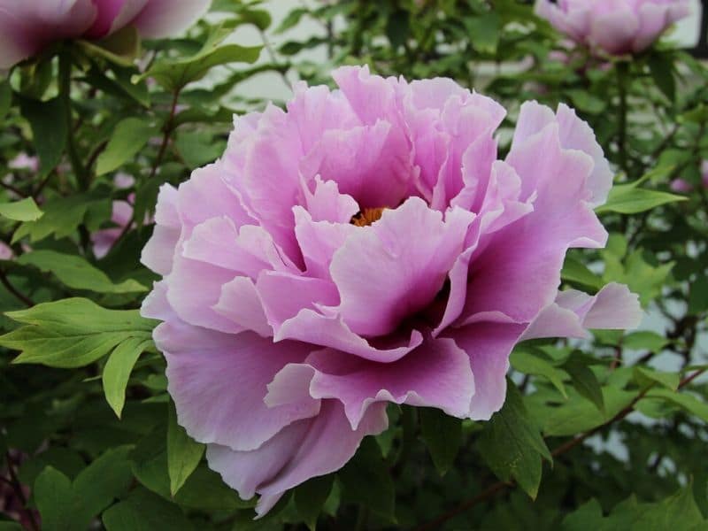 File:Paeonia ludlowii flower base bracts sepals.jpg - Wikipedia