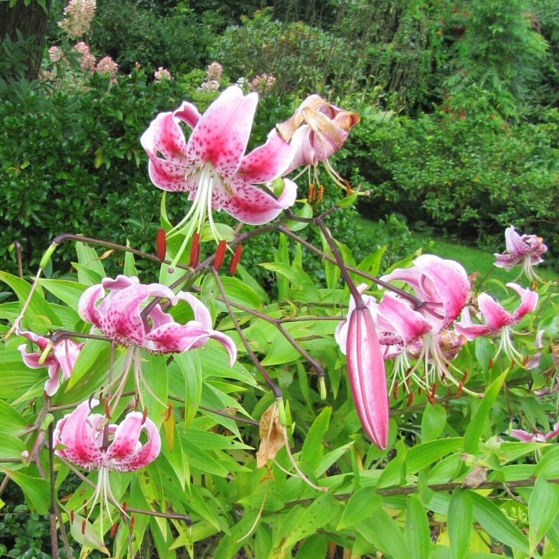 lilium speciosum var. rubrum