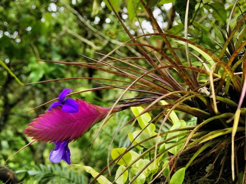 tillandsia plant