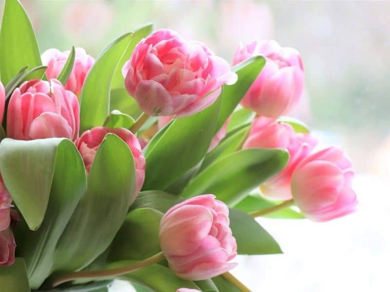 tulip wedding flower