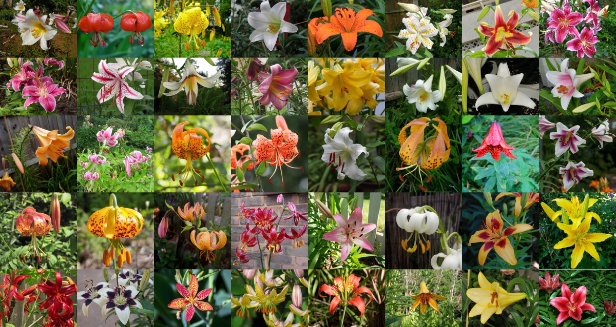 Fragrant Lily Bulbs Perennial Plant Flower Stars Stripes Resistant Gardening Top 