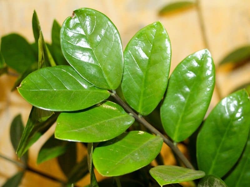 zamioculcas zamiifolia