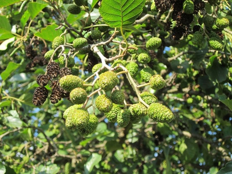 alder tree