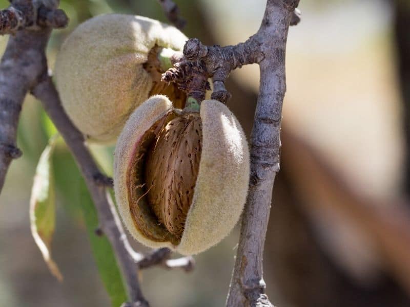 almond fruit