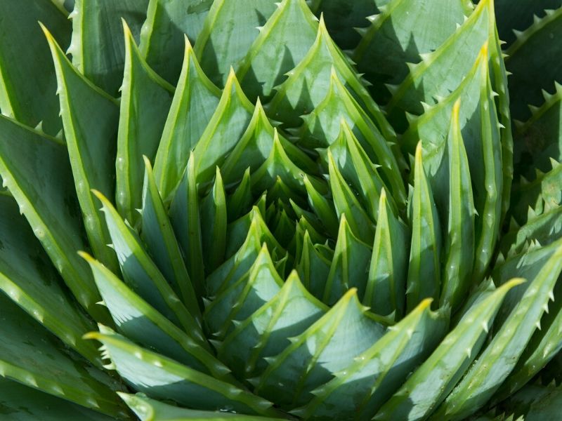 aloe vera plant