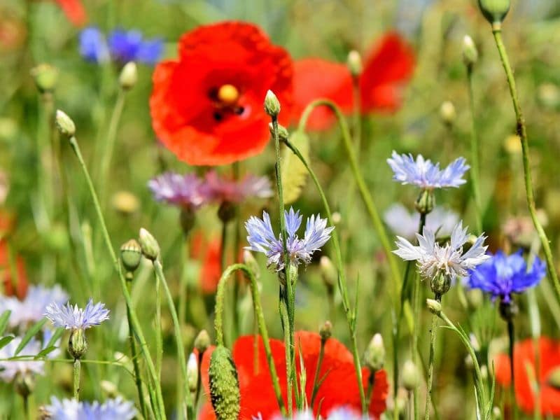 alpine and cornflowers