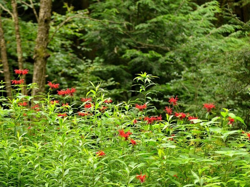 bee balm flowers