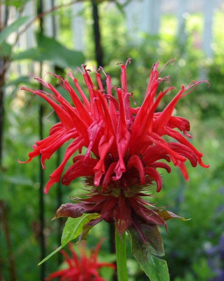 bee balm color me pink