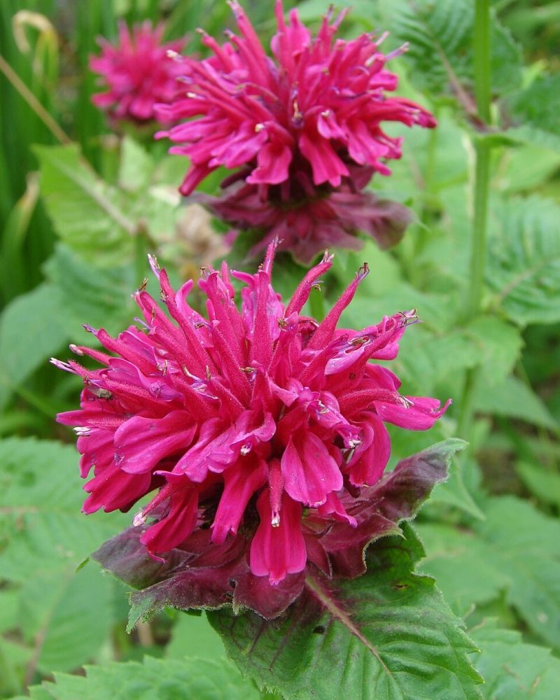 Bee Balm Varieties