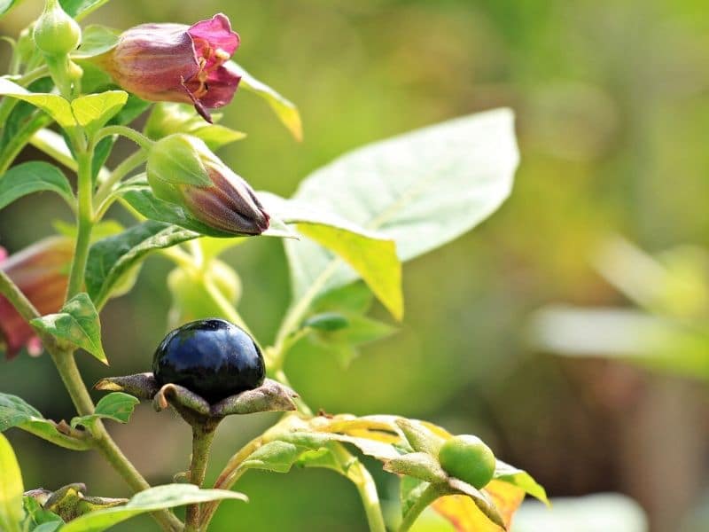 belladonna plant