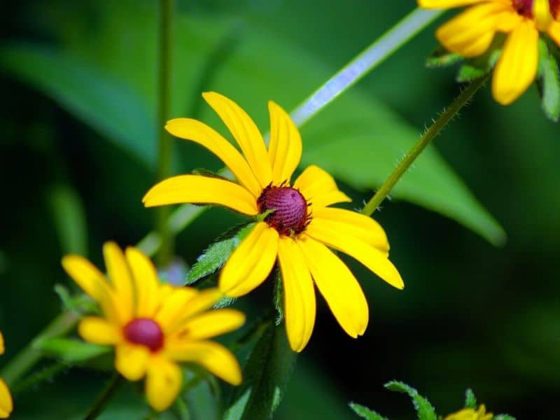 black-eyed susan