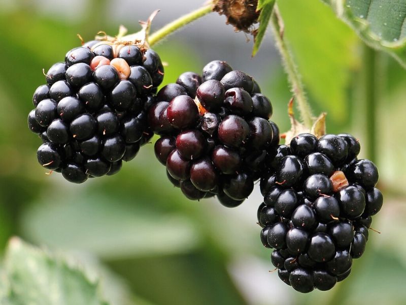 blackberries