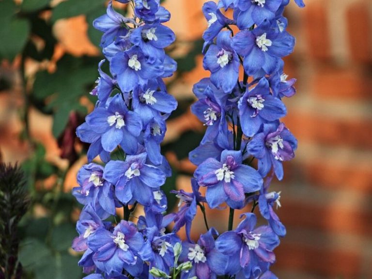 Delphiniums Different Plant Varieties How To Grow And Care Florgeous 1617