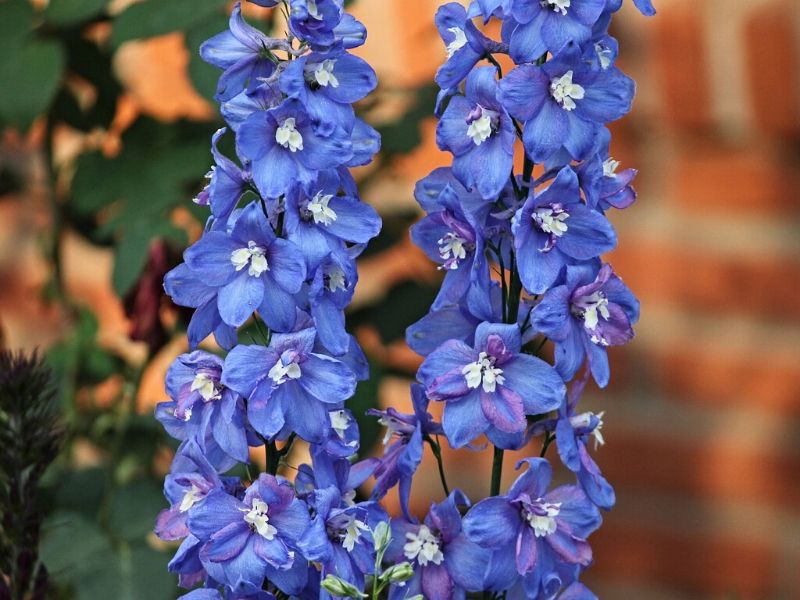 blue delphinium flowers