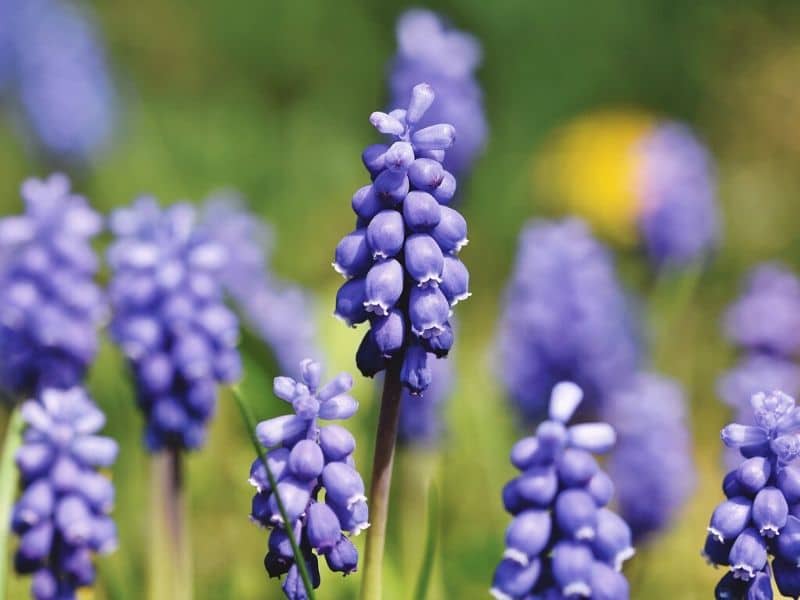 blue hyacinth