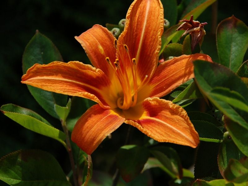 care for daylily