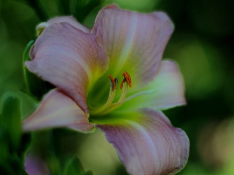 catherine woodbury daylily