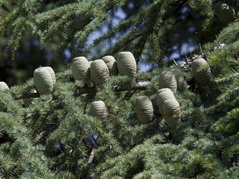 cedar cones